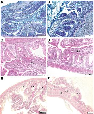 Trophic diversification and parasitic invasion as ecological niche modulators for gut microbiota of whitefish